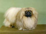 St Aubrey Pai Foo of Wychstock Owned by Taylor and Aubrey- Jones