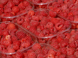 Several Containers of Fresh Sweet Red Raspberries
