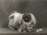Champion Marvel of Kyratown Owned by Taylor