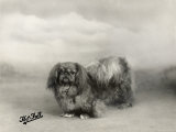Champion Wee-Dah of Fewling Owned by Elkan