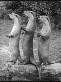 Trio of Otters