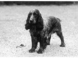 Lucky Star of Ware Breed