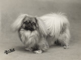 Champion Chu-Fuan of Sherhill Owned by Allen