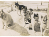 Five Sledge Dogs Wait in Their Pen for Their Next Job