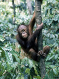 Young Orangutan Climbing a Tree
