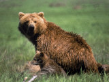 Grizzly Bear  Sow and Cub