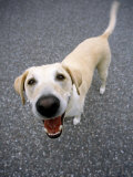 Labrador Retriever Looking Up