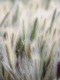 Cattails