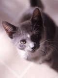 Gray and White Kitten