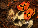 Butterfly on Skull