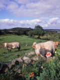 Cows  Cashel Bay  Co Galway  Ire