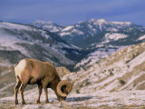 Bighorn Sheep  Yellowstone National Park  WY