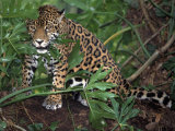 Jaguar  Belize