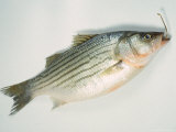 Fish on Hook