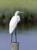 Great Egret