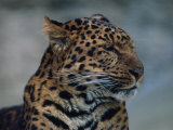 Close-up of Leopard