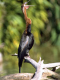 Africa Darter