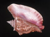 Conch Shell