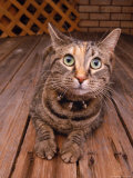 Cat Lying on Wooden Floor