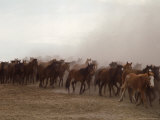 Horse Roundup
