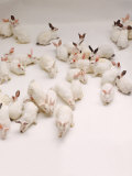 Group of Rabbits