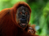 Mother Orangutan with Baby  Pongo Pygmaeus