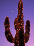 Lighted Wickenburg Cactus  AZ