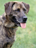 Portrait of a Mixed Breed Dog