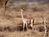Gerenuk  Samburu National Park  Kenya