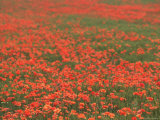 Field of Poppies  Burgenland  Austria
