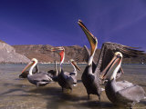 Grey Pelicans  Mexico