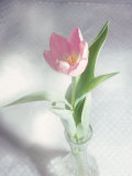 Pink Tulip in Vase