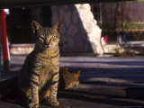Stray Cats  Cozumel  Mexico