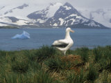 Albatross  Falkland Islands