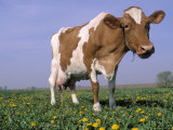Guernsey Cow in Field of Dandelions  IL