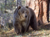 Grizzly Bear in Woods of North America