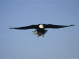 Bald Eagle in Flight  AK