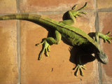 Green Iguana on Tile