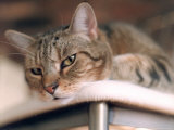 Close-up of Cat