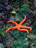 Orange Starfish on Rocks