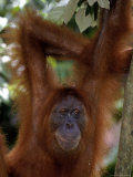 Sumatran Orangutan  Pongo Pygmaeus