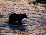 Silhouetted Grizzly Bear Wading Through Water