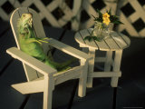 Green Iguana Sitting in Adirondak Chair