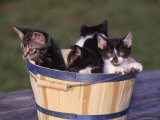 Kittens in Basket Outdoors