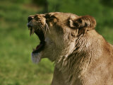 Female Lion