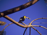 Toucan in Tree  Costa Rica