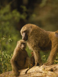 Baboons on a Log Outdoor