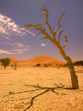 Tree in Namib Desert  Namibia