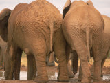 Rear View Elephants  Addo Elephant National Park  South Africa