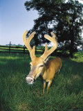 White Tailed Buck